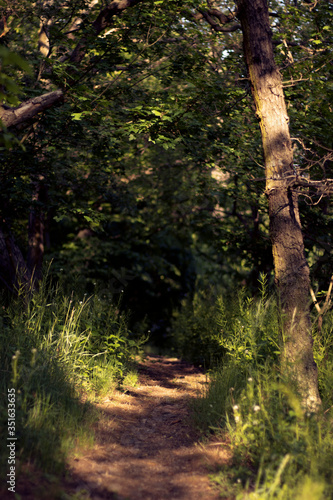 Forest