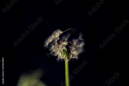 Dandelion 