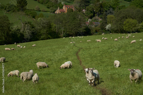 Sheep and lambs in lush green fields of the Woolley Valley, an Area of Outstanding Natural Beauty in the Cotswolds on the outskirts of Bath, England, United Kingdom