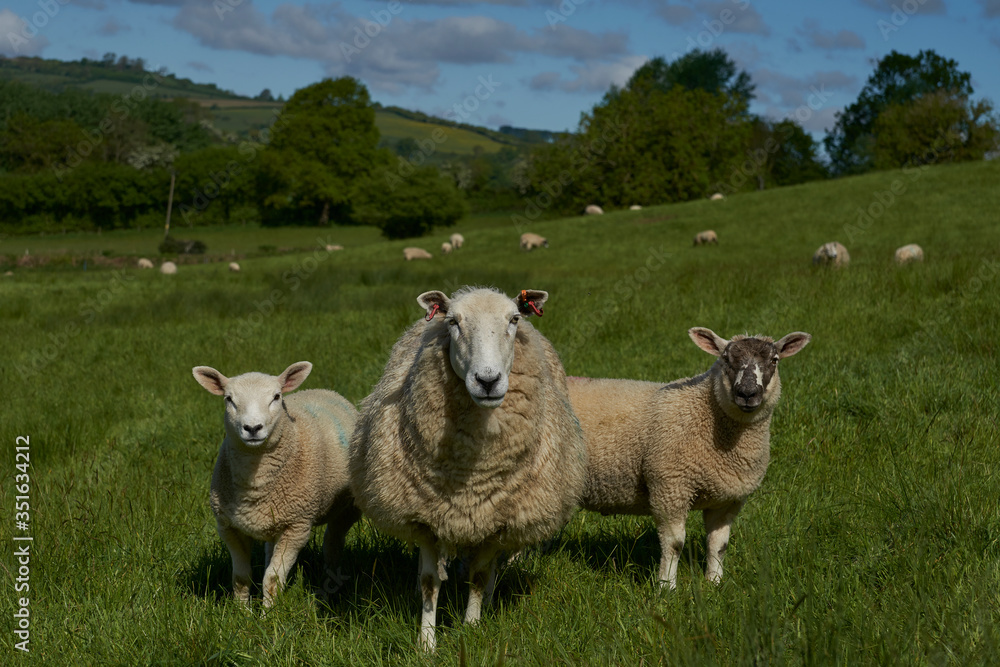 Fototapeta premium Sheep and lambs in lush green fields of the Woolley Valley, an Area of Outstanding Natural Beauty in the Cotswolds on the outskirts of Bath, England, United Kingdom