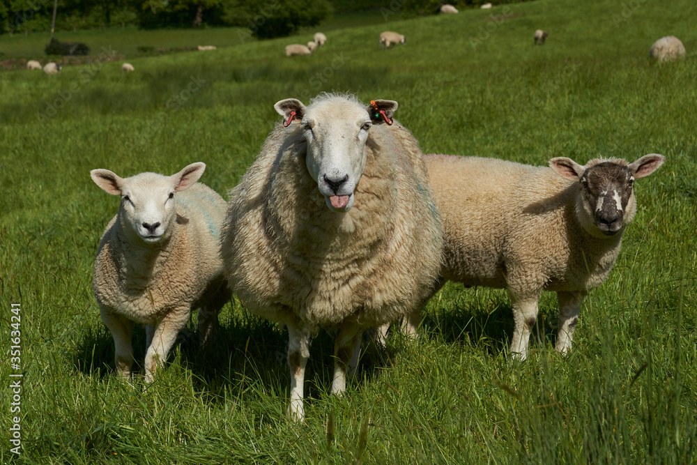 Fototapeta premium Sheep and lambs in lush green fields of the Woolley Valley, an Area of Outstanding Natural Beauty in the Cotswolds on the outskirts of Bath, England, United Kingdom