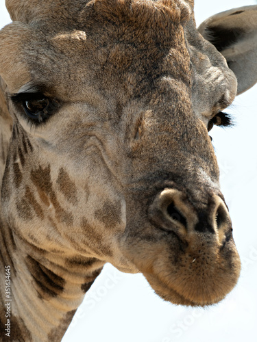 Portrait of an Angolan Giraffe (Giraffa camelopardalis angolensis), Botswana © SWF 1