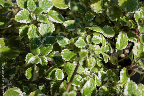 green and white leafs © Juan