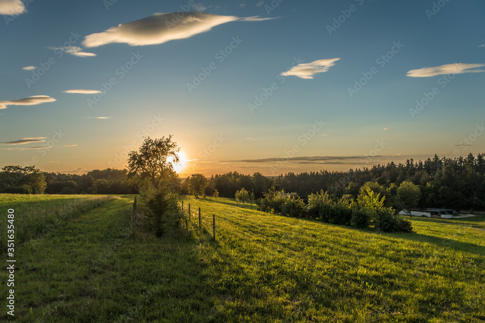 Obraz premium Einzelner Baum bei Sonnenuntergang
