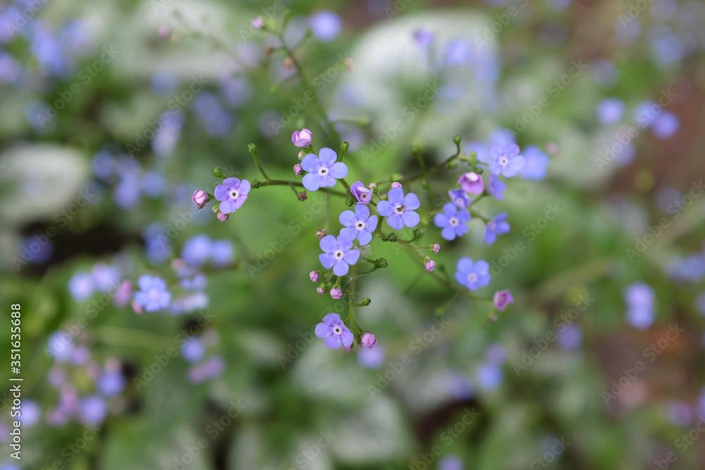 Brunnera macrophylla (Sea Heart), outdoor plants 2020 Brunnera macrophylla (Sea Heart), outdoor plants 2020