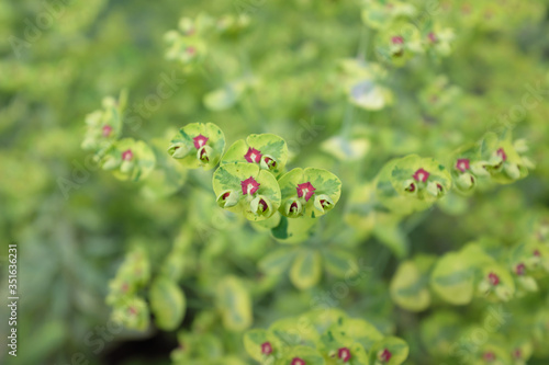 Euphorbia martinii (Ascot Rainbow), outdoor plants 2020