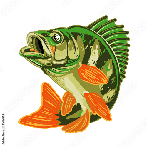 Eurasian River Yellow Perch Fish.Bass Fishing Logo Isolated on White Background. Vector Illustration.