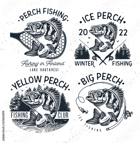 Eurasian River Perch Fish.Yellow Perch Fishing Club Emblem. Bass Fishing Logo Isolated on White Background. Vector Illustration.