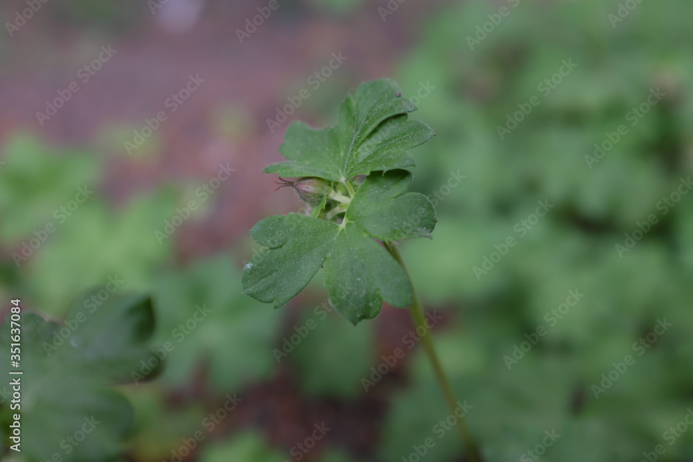 Geranium cantabrigiense (St. Ola), outdoor plants 2020