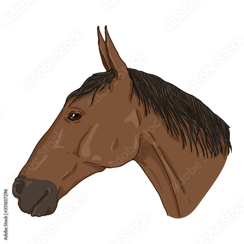 Vector Sketch Horse Head.