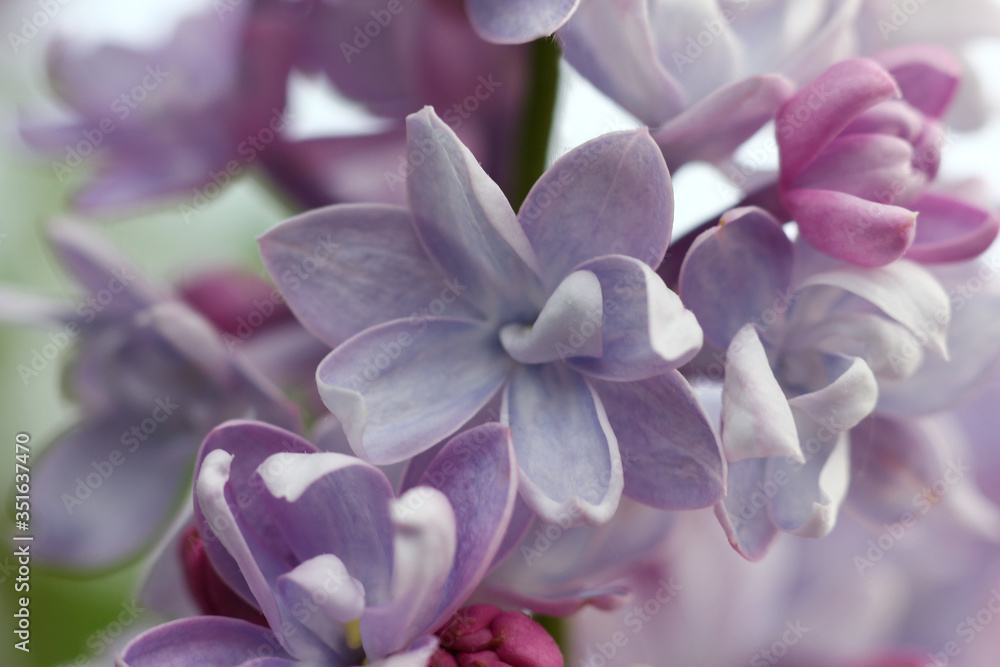 blooming lilac buds close up in natural conditions