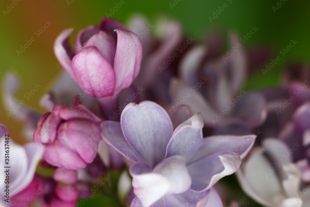 Fototapeta premium festive background with a bouquet of flowers 