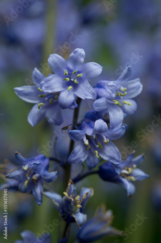 Bluebells in flower in closeup in an English garden, United Kingdom