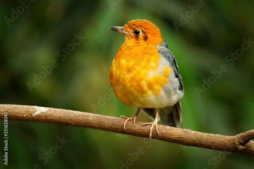 Orange-headed thrush, Zoothera citrina, orange and black songbird. Bird sitting on tree branch, China. Rare bird in nature habitat. Wildlife scene from Asia. Animasl in the habitat. photo