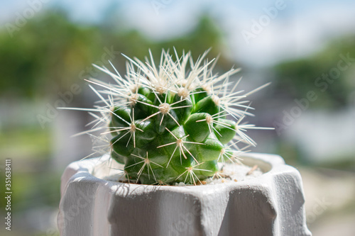 cactus