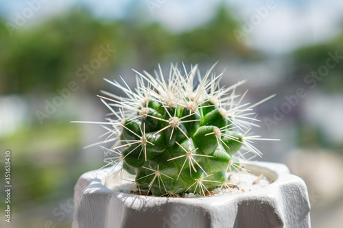 cactus