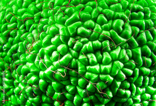 Texture of maclura pomifera, osage orange, horse apple, adam apple, macro photography