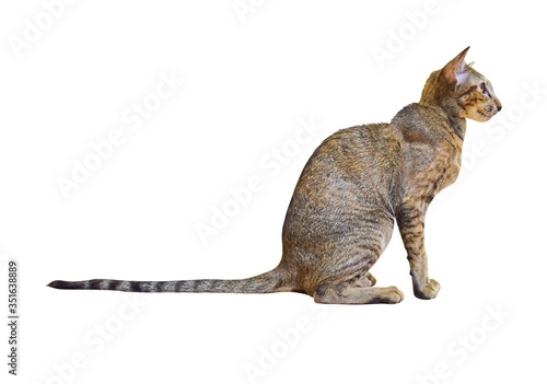 Gray-brown striped oriental cat with light yellow-green eyes isolated on white background. Shorthair, long, eared and thoroughbred animal. Cute pet. photo