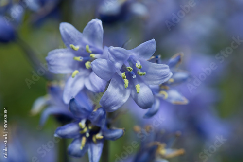 Bluebells in flower