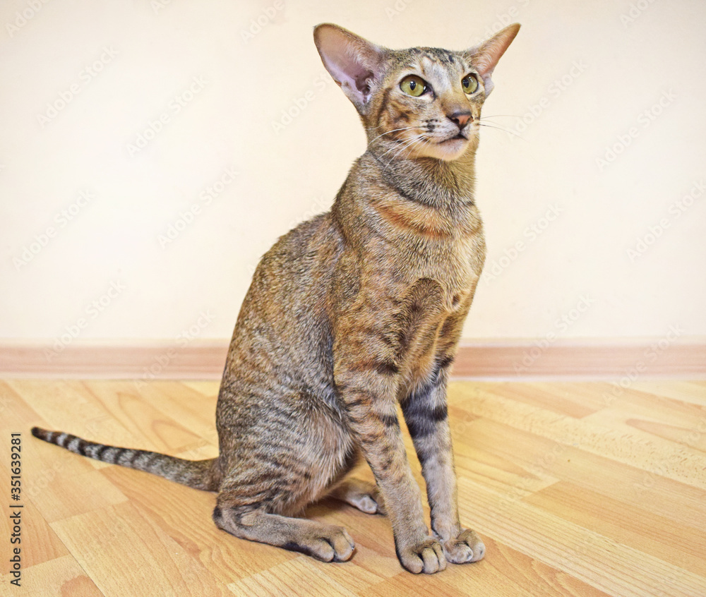 Gray-brown striped oriental cat with light yellow-green eyes sits on a beige floor. Photo of shorthair, long, eared and thoroughbred animal. Cute pet.