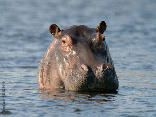 Closeup of a hippopotamus (Hippopotamus amphibius) standing the water, Namibia