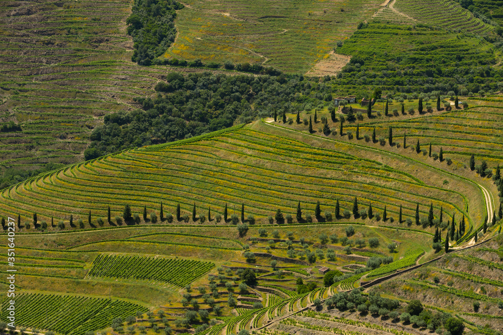 Shapes and springtime colors in Alto Douro vineyards. Alto Douro Vinhateiro - UNESCO World Heritage