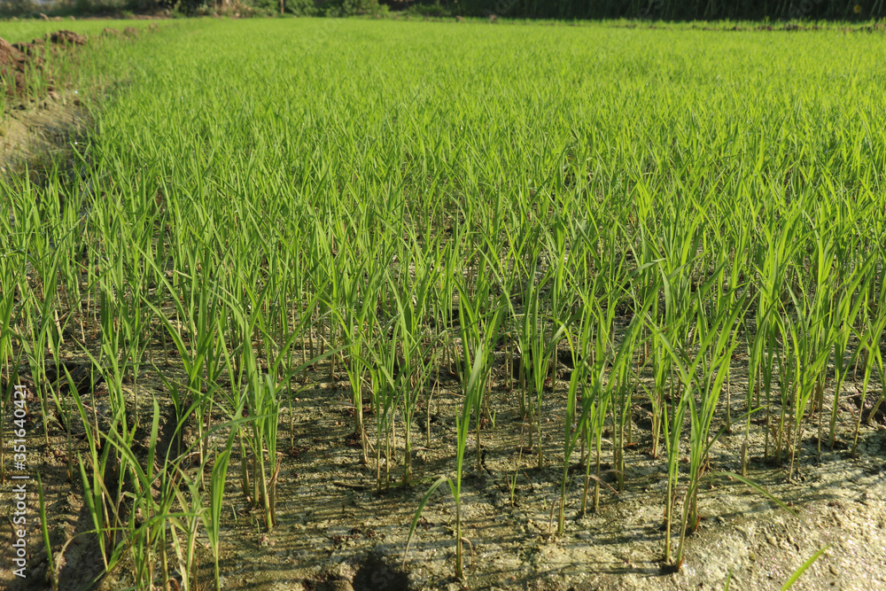 Obraz premium Paddy seeds sown in beds in a field. selective focus in image, blur background. Plant of paddy ready to plantation.