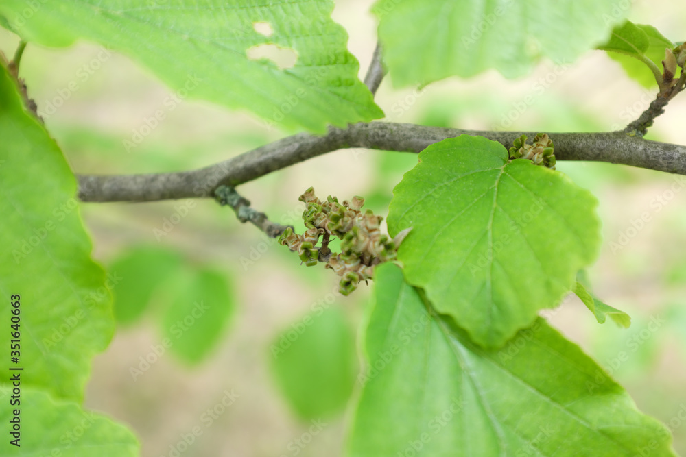Hamamelis mollis OLIV. (Hamamelidaceae), outdoor plants 2020 Hamamelis mollis OLIV. (Hamamelidaceae), outdoor plants 2020