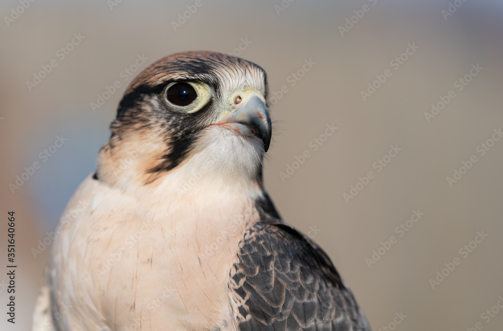 Perched bird of prey starring directly at camera Perched bird of prey starring directly at camera