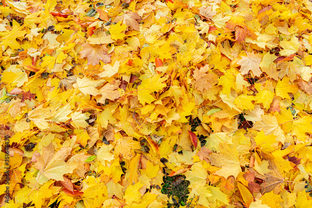 Fallen yellow maple leaves in the Park, texture, autumn concept Fallen yellow maple leaves in the Park, texture, autumn concept