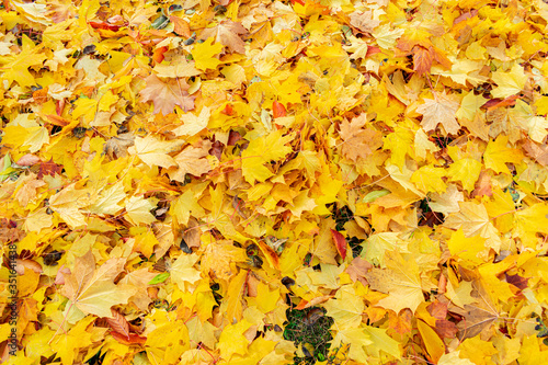 Fallen yellow maple leaves in the Park, texture, autumn concept