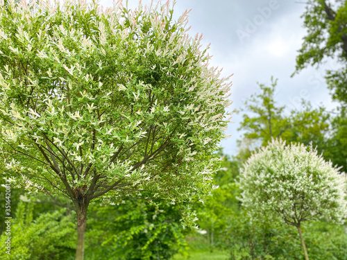 Trees and shrubs with white flowers in a spring garden. Free space.Defocus light background.