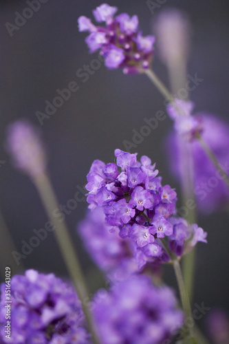 close up of purple lavender blossom in bloom