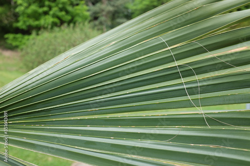 Sabal palmetto Lodd.  Arecaceae   outdoor plants 2020