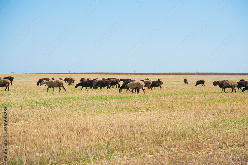 Flock of sheep on the meadow