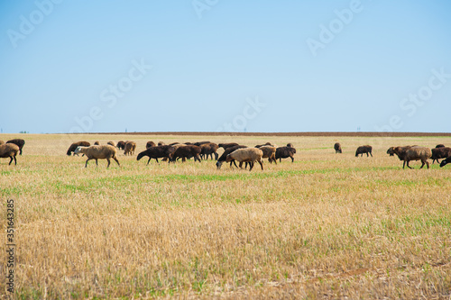 Flock of sheep on the meadow © SGr