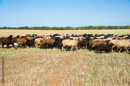 Flock of sheep on the meadow © SGr