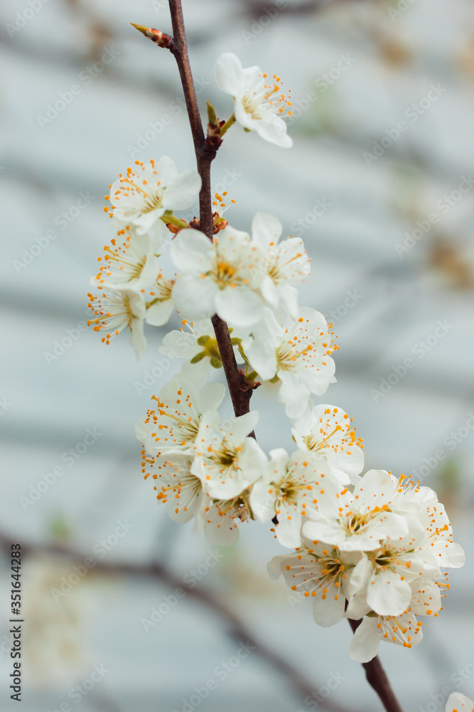 White plum blossom. Tree branches. White background. Bees pollinate trees White plum blossom. Tree branches. White background. Bees pollinate trees