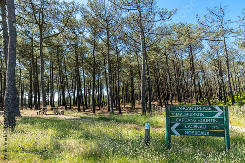 Carcans (Gironde, France), piste cyclable et forêt de pins photo