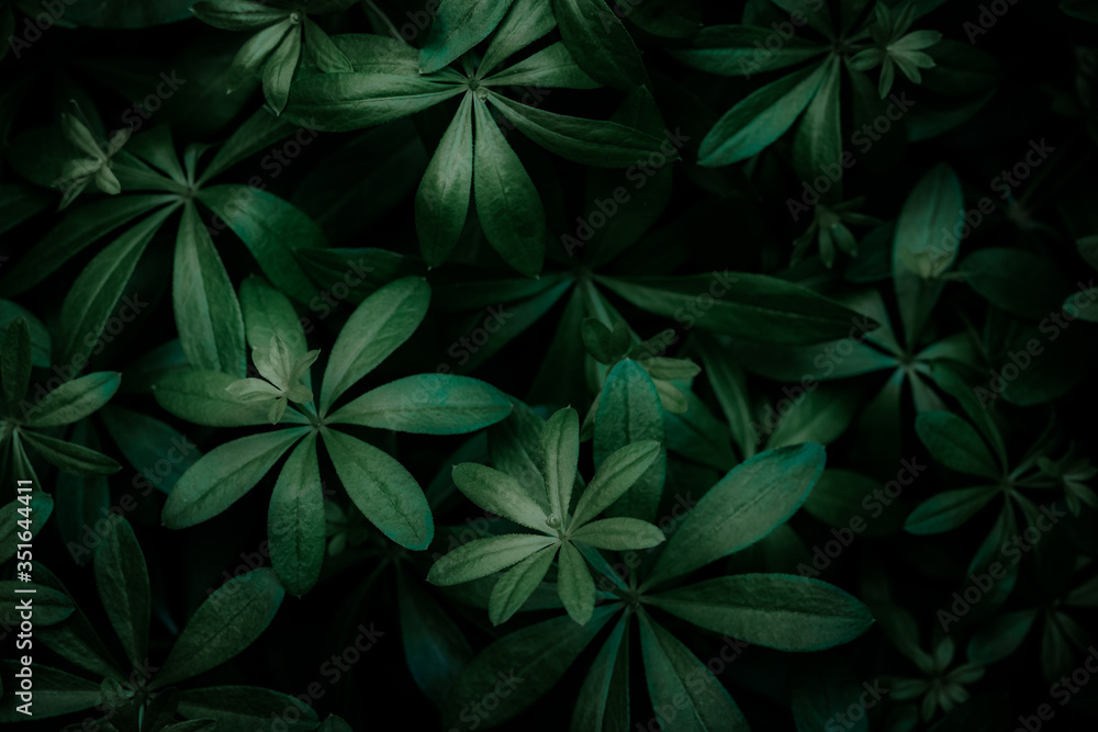 Waldmeister Waldmeister