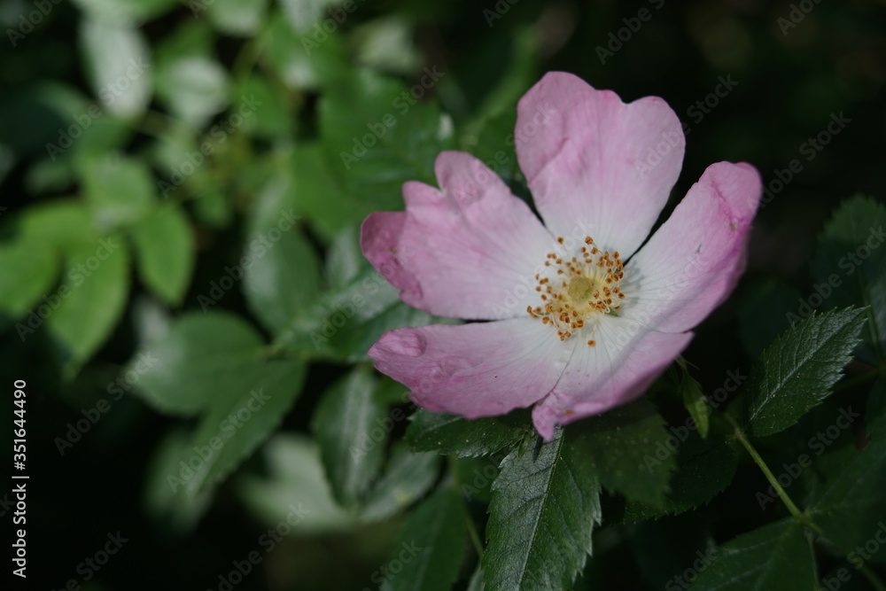 Rosa canina Hagebutten Hecken Rosen Blüte im Detail Rosa canina Hagebutten Hecken Rosen Blüte im Detail