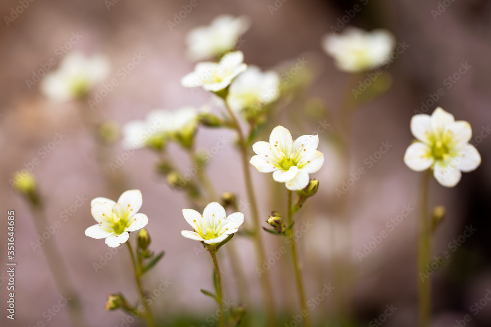 Moossteinbrech (Saxifraga arendsii) im Garten Moossteinbrech (Saxifraga arendsii) im Garten