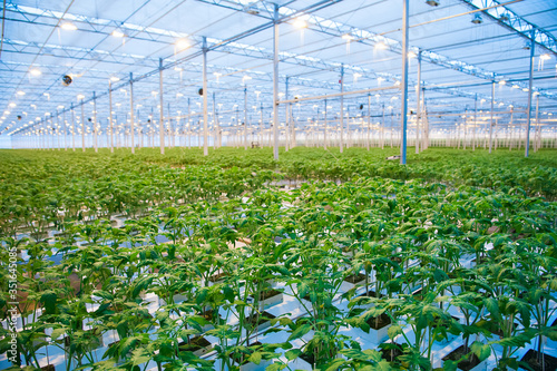 Rows of tomato plants growing inside big industrial greenhouse photo