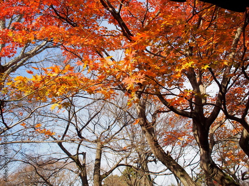 日本、京都、秋