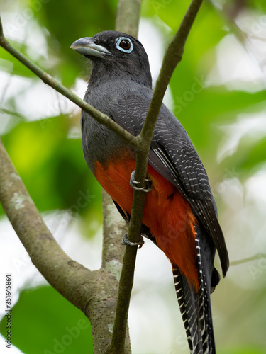 Closeup of a Baird's Trogon (Trogon bairdii) perched on a branch, Costa Rica