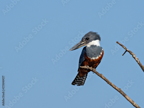 Colorful Ringed Kingfisher (Megaceryle torquata) perched on a branch against the background of a bright blue sky, Costa Rica