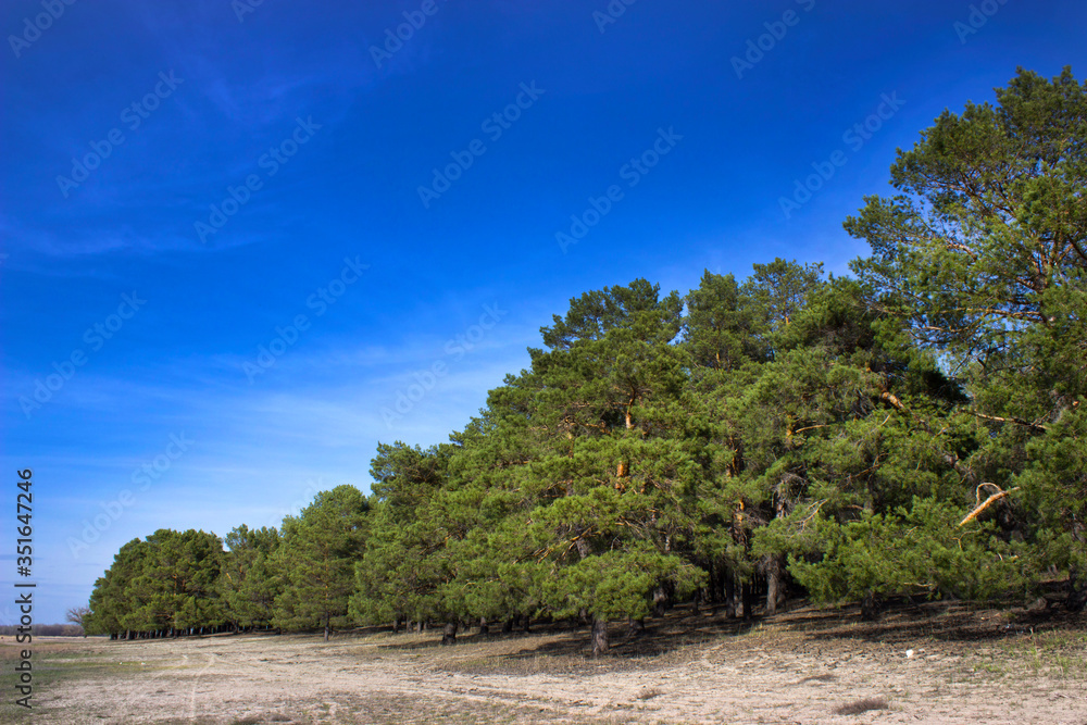 Obraz premium Pine forest in spring clear day