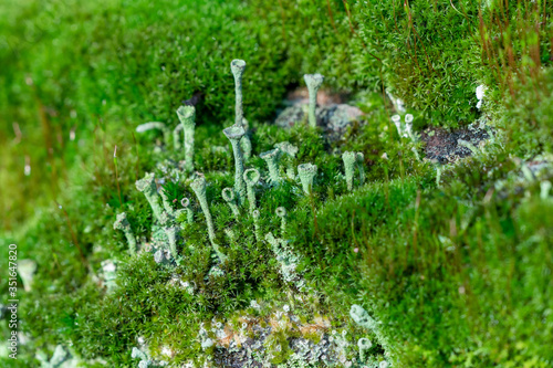 Cladonia asahinae commonly known as the pixie cup lichen photo