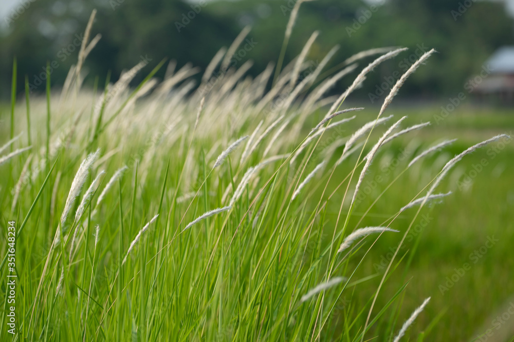 Green summer nature background with green grass. Spring floral landscape with green grass. Green summer nature background with green grass. Spring floral landscape with green grass.