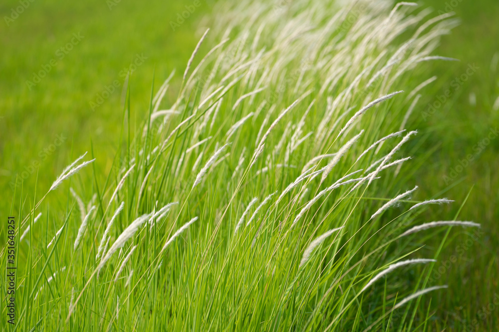 Obraz premium Green summer nature background with green grass. Spring floral landscape with green grass.